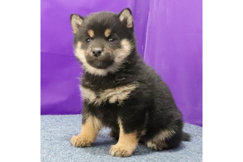 成約済の愛知県の柴犬-368540の3枚目